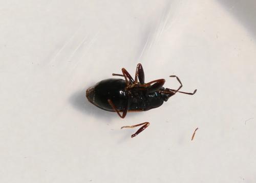 Drymus latus